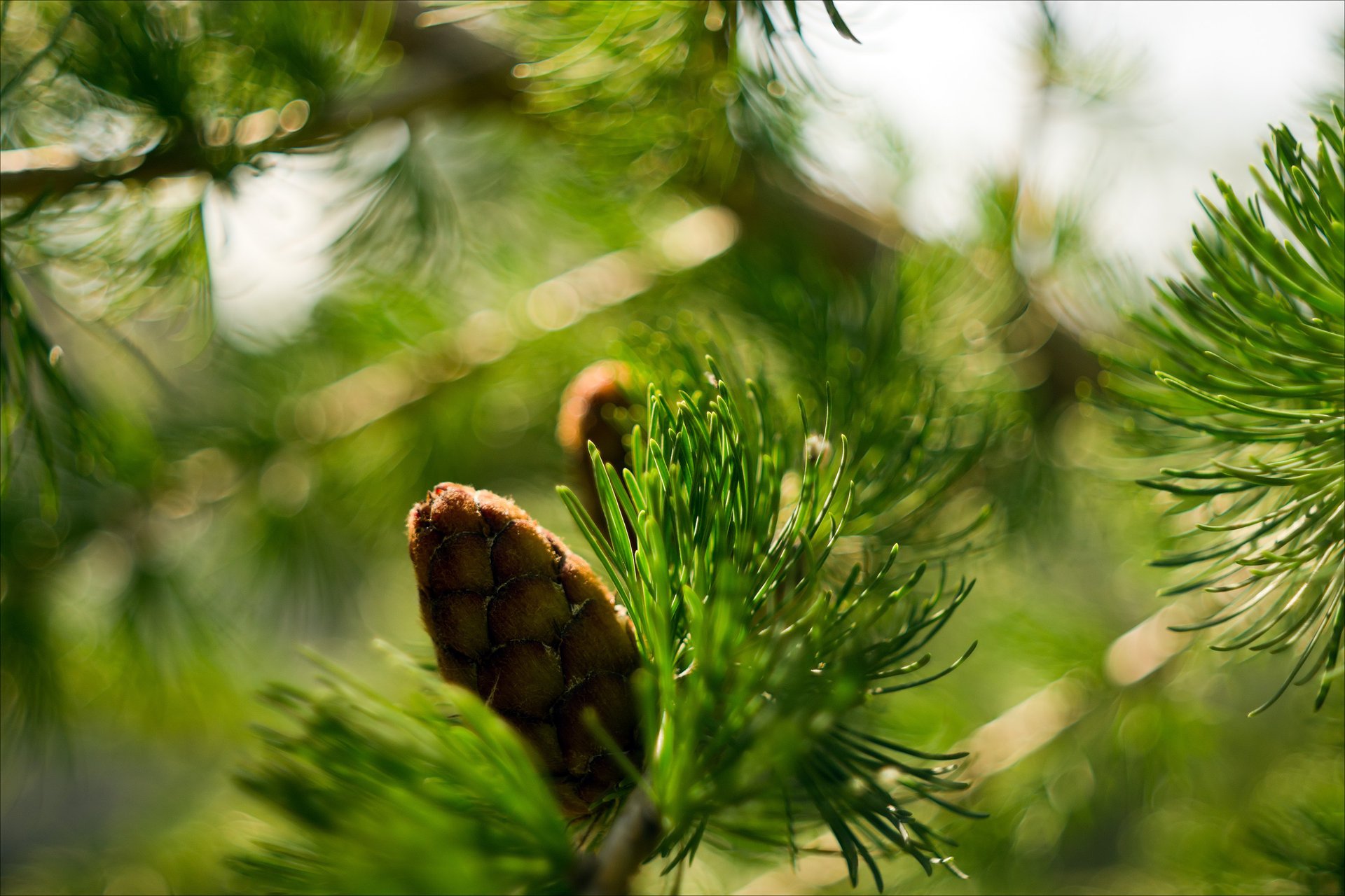 nature gros plan branche pomme de pin épinette bokeh