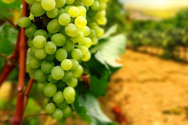 Grappes de raisins verts dans le vignoble