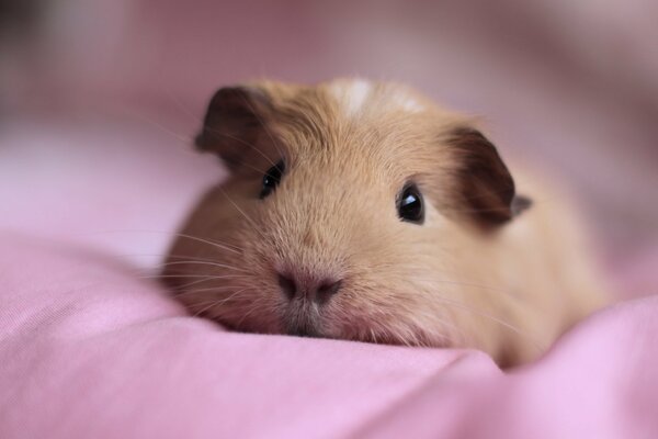 Cochon d Inde se trouve sur une litière rose