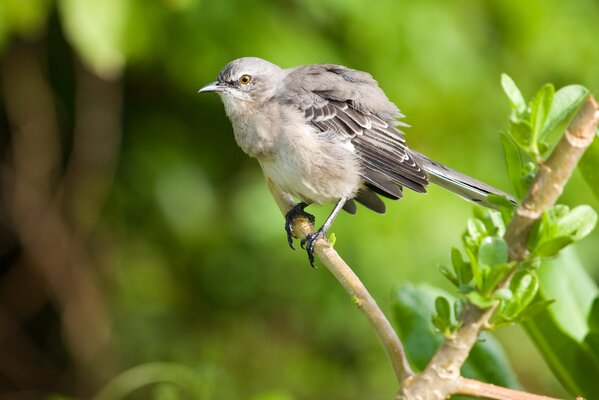 Petit oiseau sur une branche