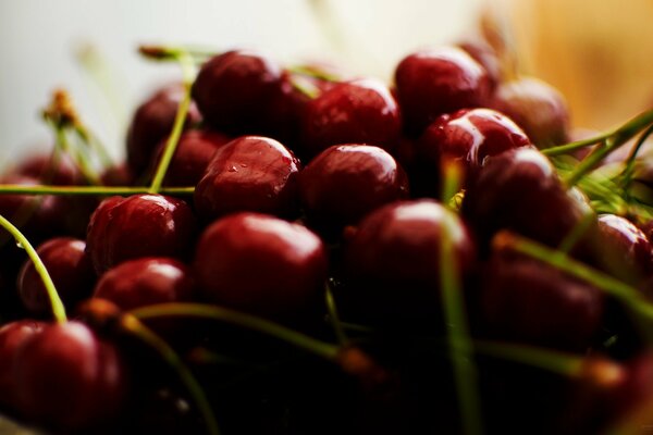 Baies de cerises sur des branches vertes