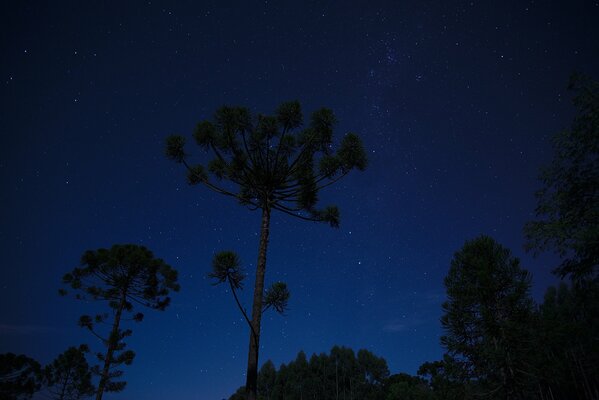 Arbres dans la nuit sur fond d espace