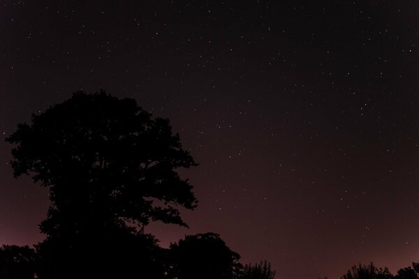 Arbre sur fond de ciel étoilé de nuit