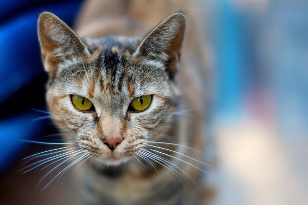 Chat aux yeux verts attrayants
