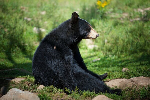 Ours noir assis dans la forêt, autour de pierres