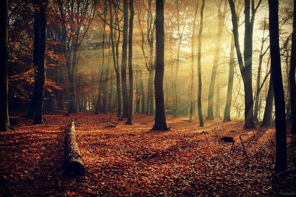 Les arbres de la forêt d automne sont beaux avec leurs couleurs