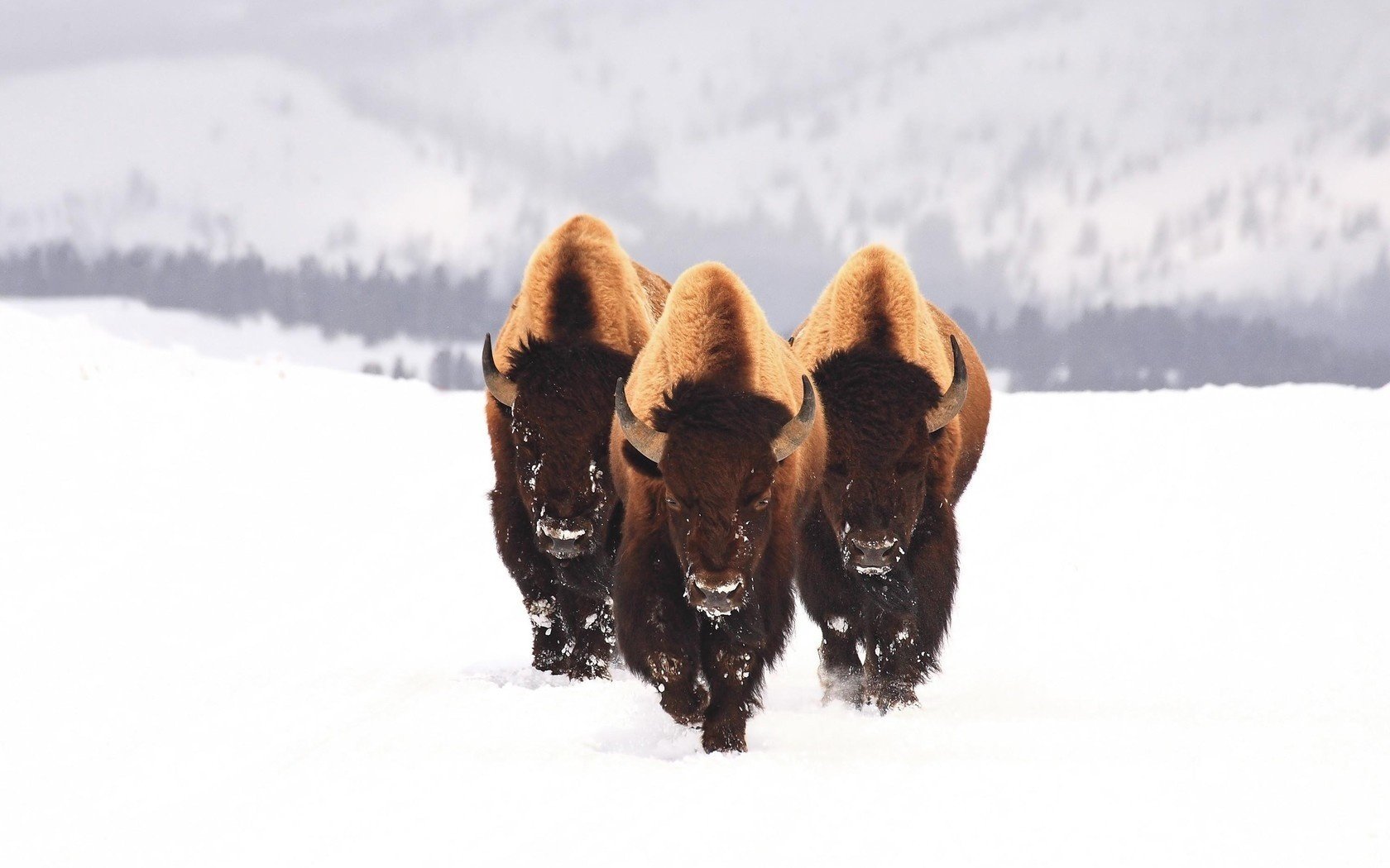 bison neige animaux trois hiver