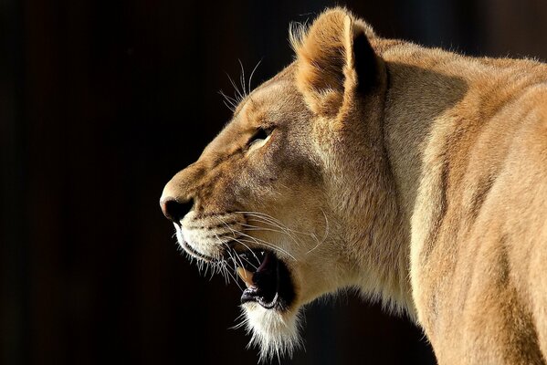Le regard menaçant et le sourire de la lionne