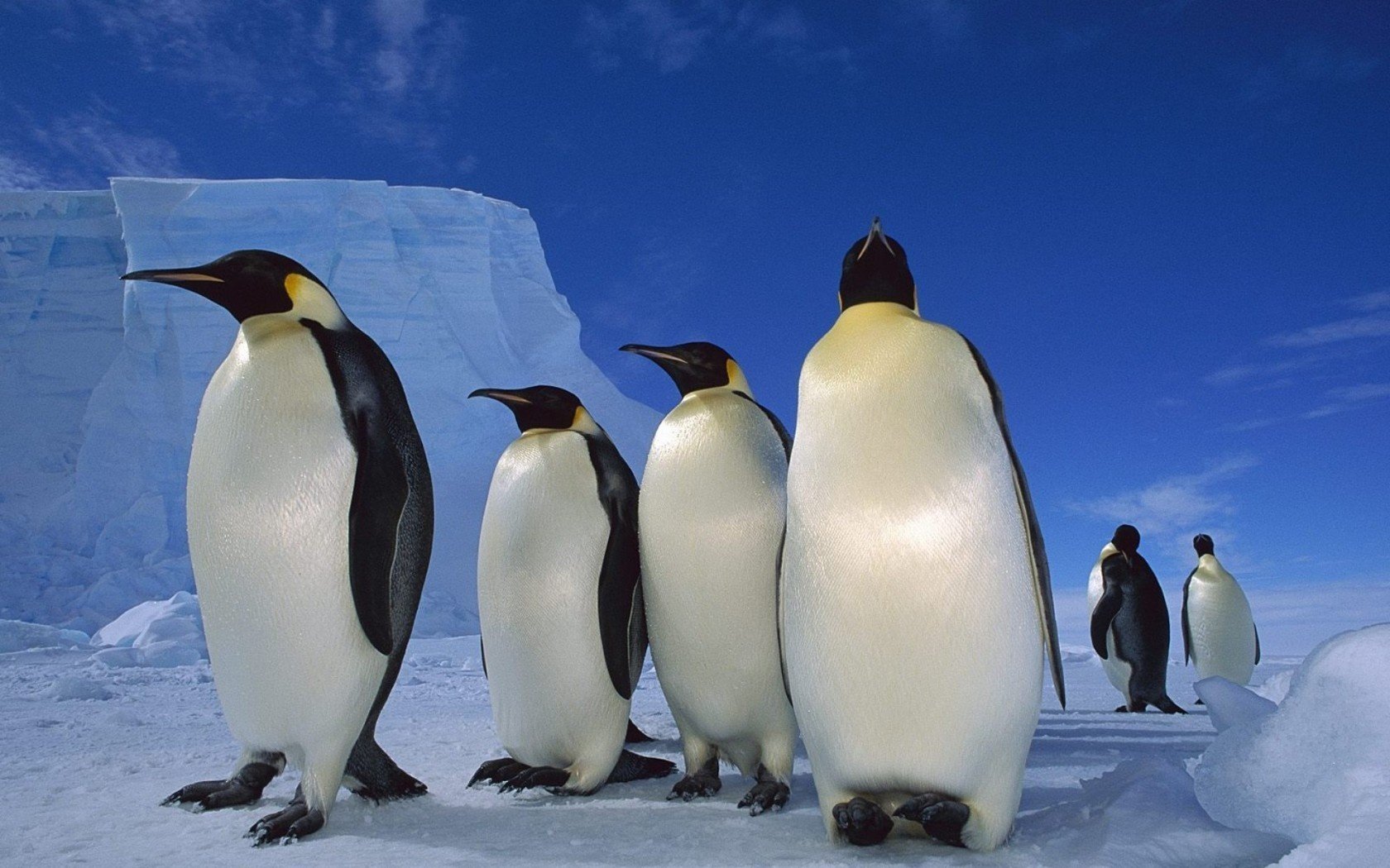 neige pingouins glace