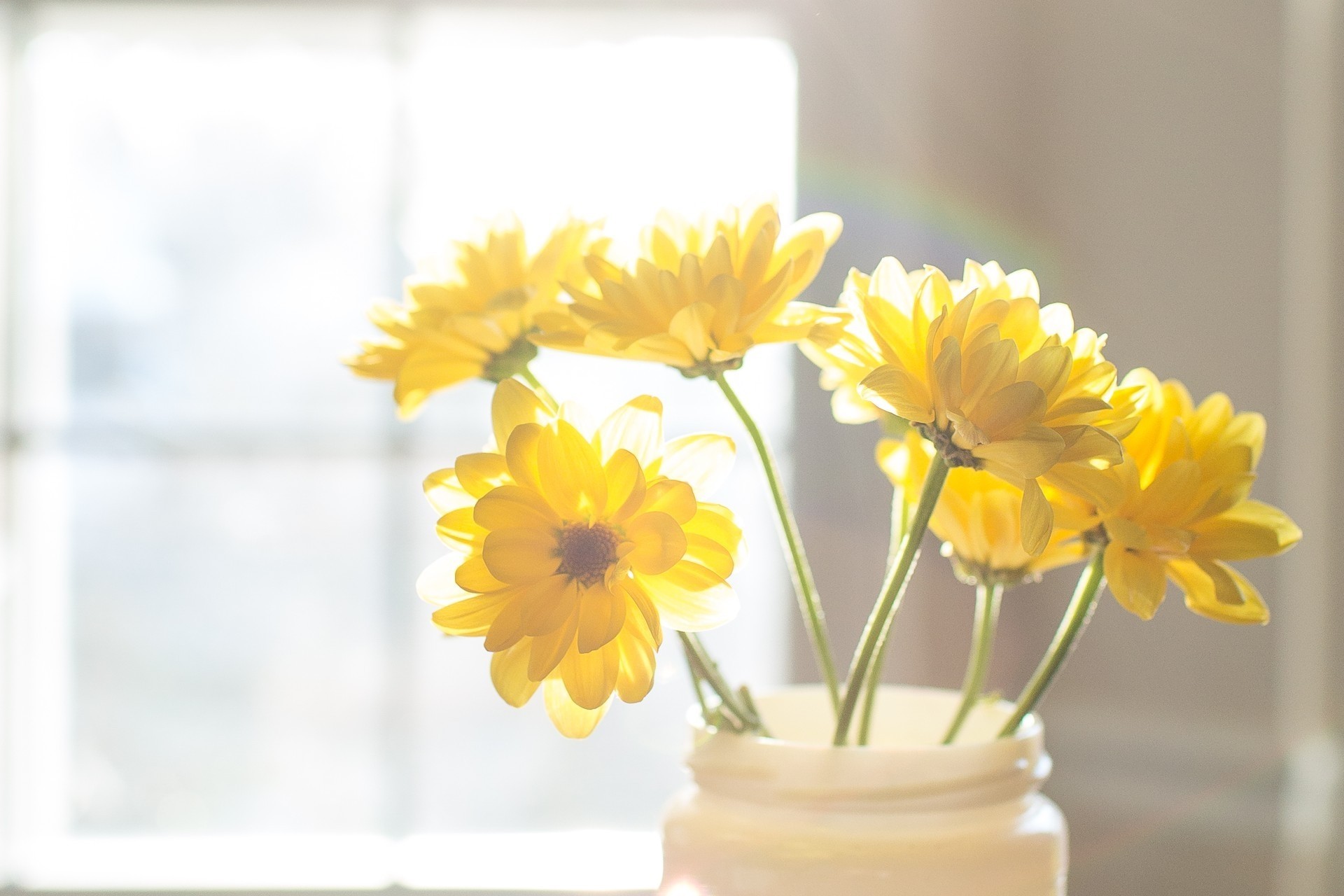 lumineux joyeux jaune fleurs lumière du soleil