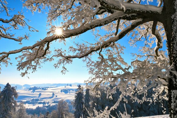 Les rayons du soleil regardent à travers les branches d un arbre d hiver