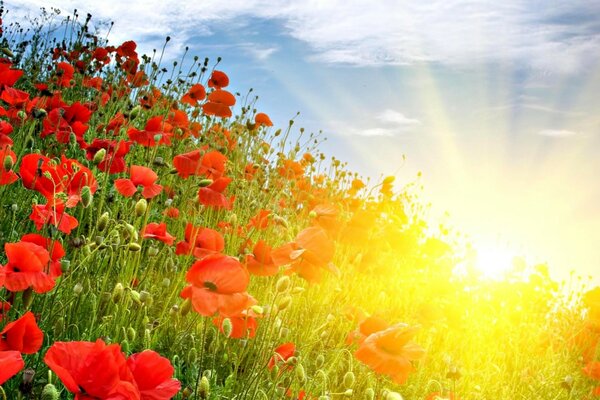 Rayons de soleil d été éclairant les coquelicots