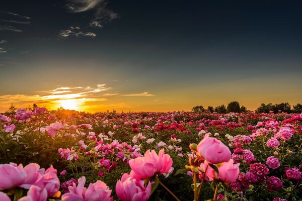 Champ de pivoines sur fond de coucher de soleil