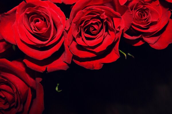 Roses rouges sur fond noir