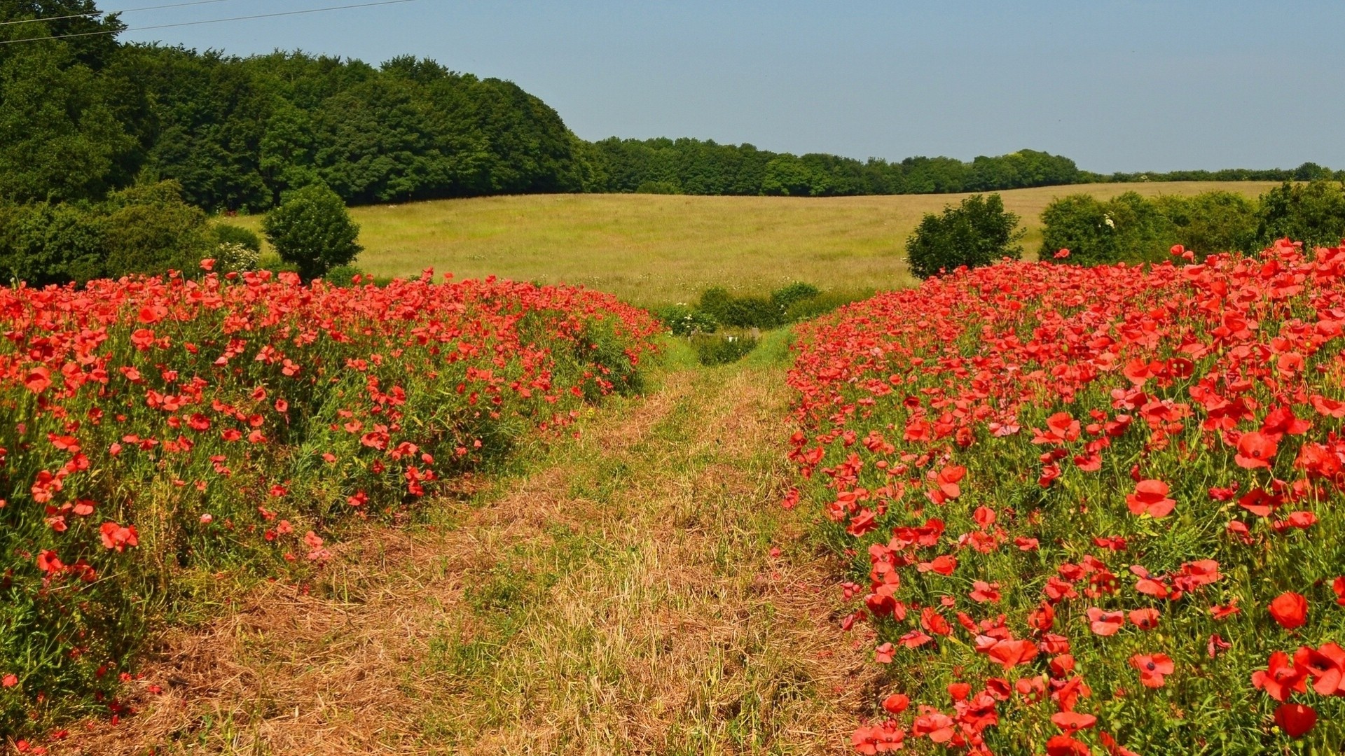 suivre newton angleterre arbres fleurs coquelicots champ prairie