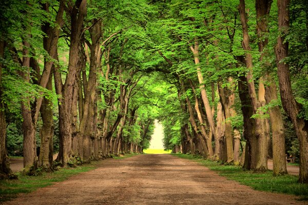 Route entre les grands arbres verts