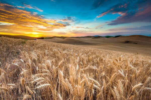 Paysage. champ de colostrum dans les nuages
