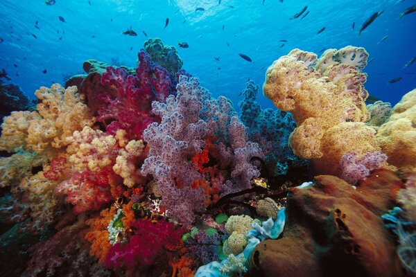 Récif de corail dans l eau de mer