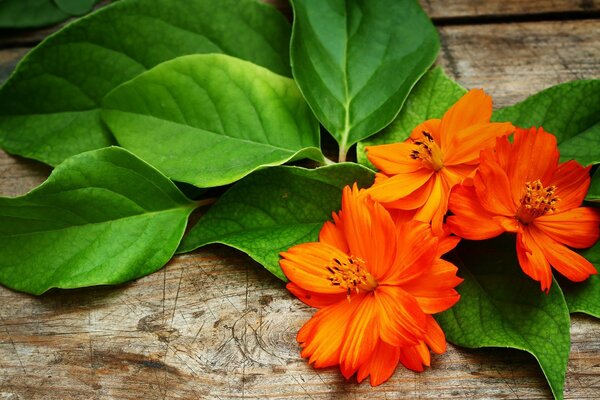 Fleurs orange et feuilles vertes sur une surface en bois