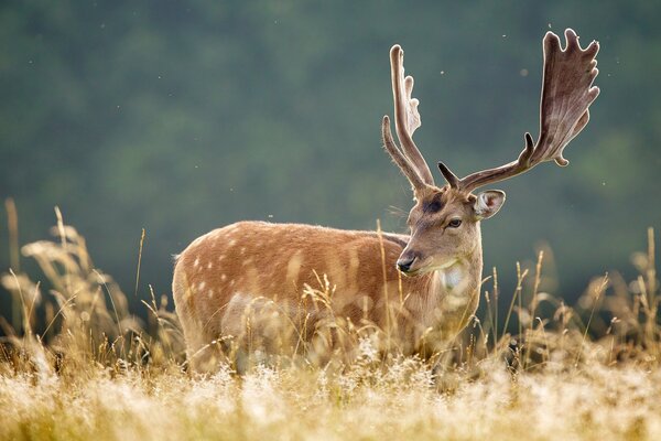 Nature haute herbe cerf regarde