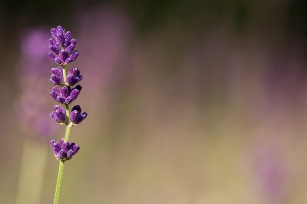 Lavande photo macro