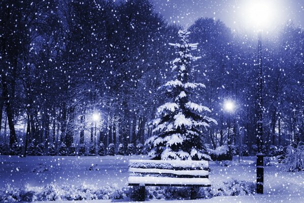 Sapin de Noël couvert de neige dans le parc d hiver