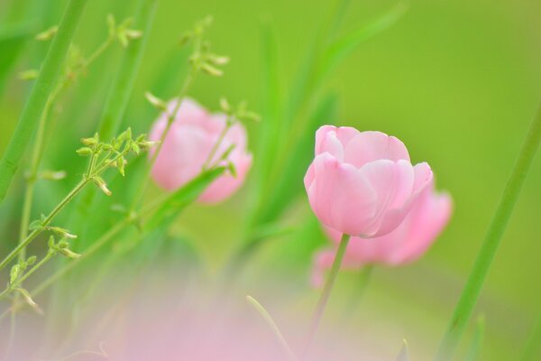 Fleur de tulipe rose parmi les verts