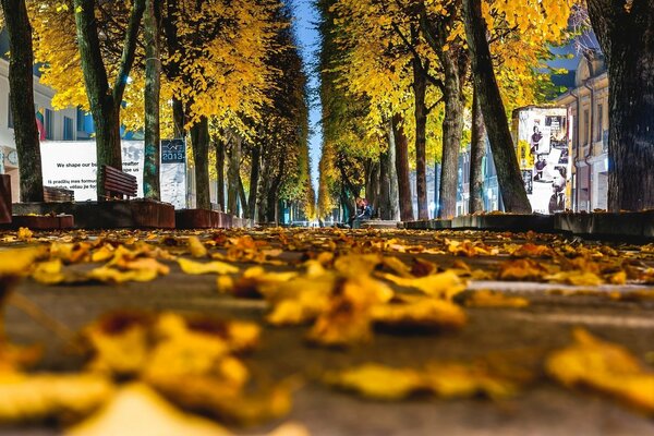 Ruelle en placers de feuilles d érable jaunes