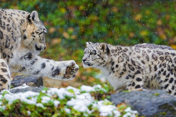 La mère et le petit léopard des neiges