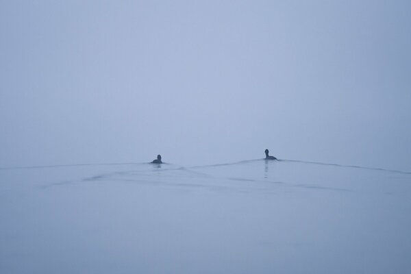 Deux canards nagent sur le lac dans le brouillard