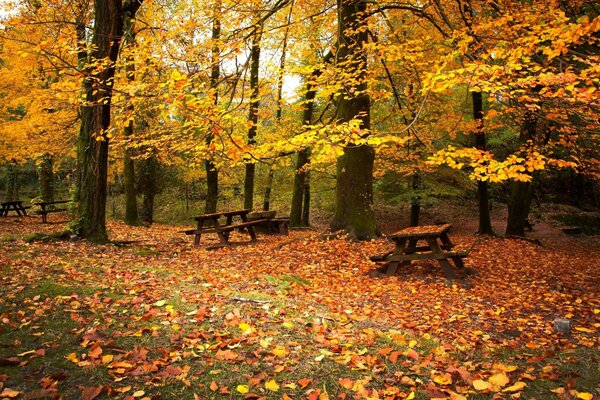 Bancs dans la forêt d automne pendant la chute des feuilles