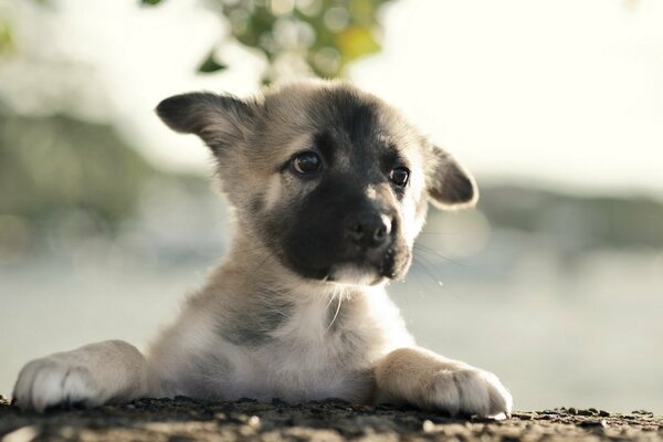 Chiot triste regarde au loin
