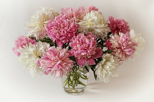 Bouquet de pivoines roses et blanches dans un vase