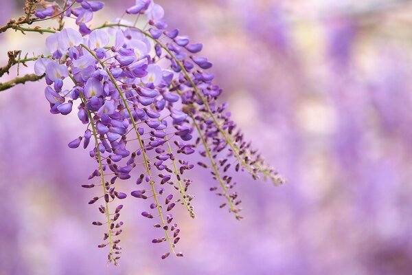 Fleurs de glycine lilas floraison