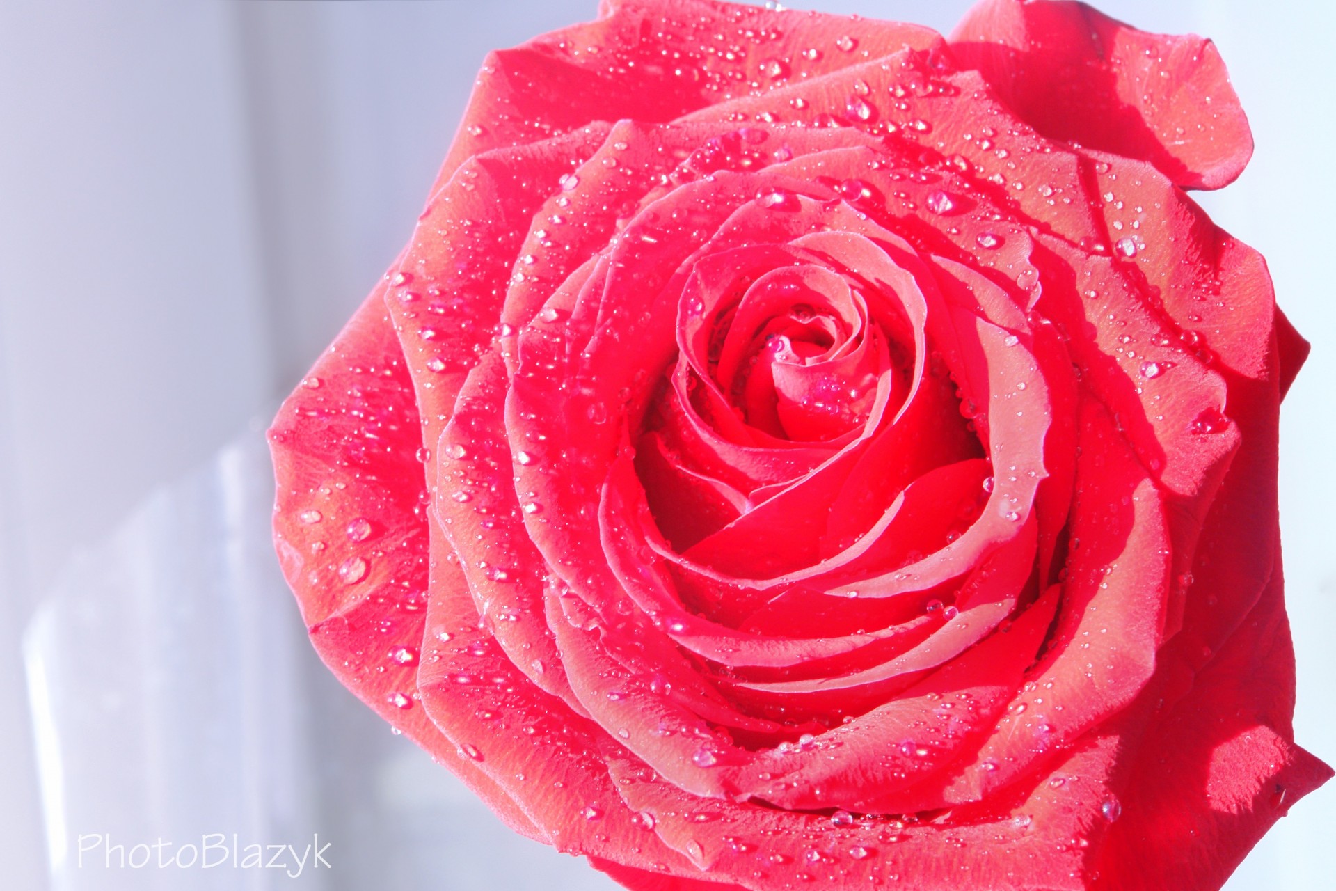 rose fleur gouttes eau écarlate pétales