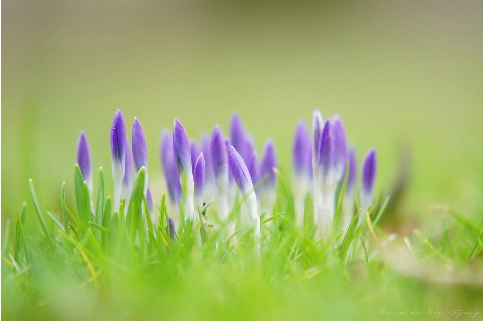 lilas verdure herbe violet fleurs printemps