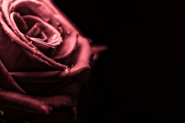 Sur fond noir, rose fleur reines
