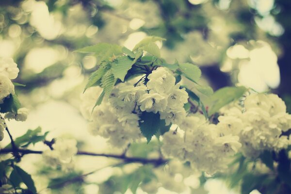 Branche avec de belles fleurs délicates