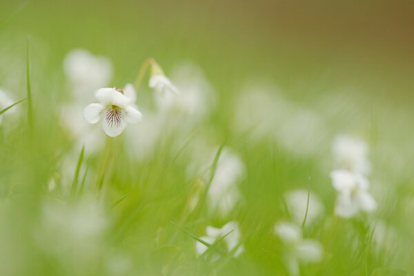 Fleurs blanches floues parmi l herbe verte