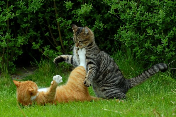 Les chats jouent au Kung Fu dans la nature