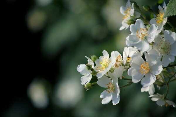 Branche de pommier floraison au printemps