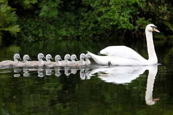 Cygne blanc flottant sur l eau avec ses poussins sur fond d arbres verts