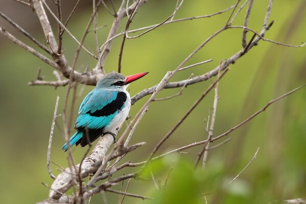 Martin-pêcheur assis sur une branche d arbre sec sur fond vert flou