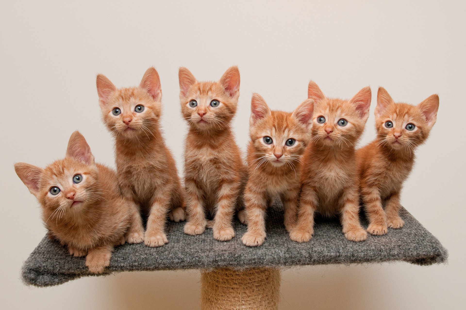 chatons rousses stand