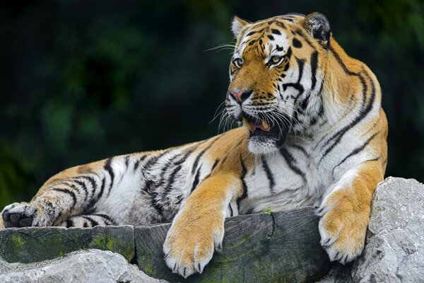 Beau tigre montre un sourire