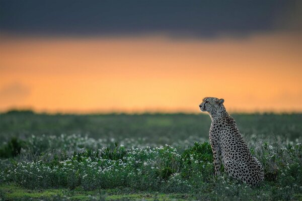 Guépard est assis et regarde au loin