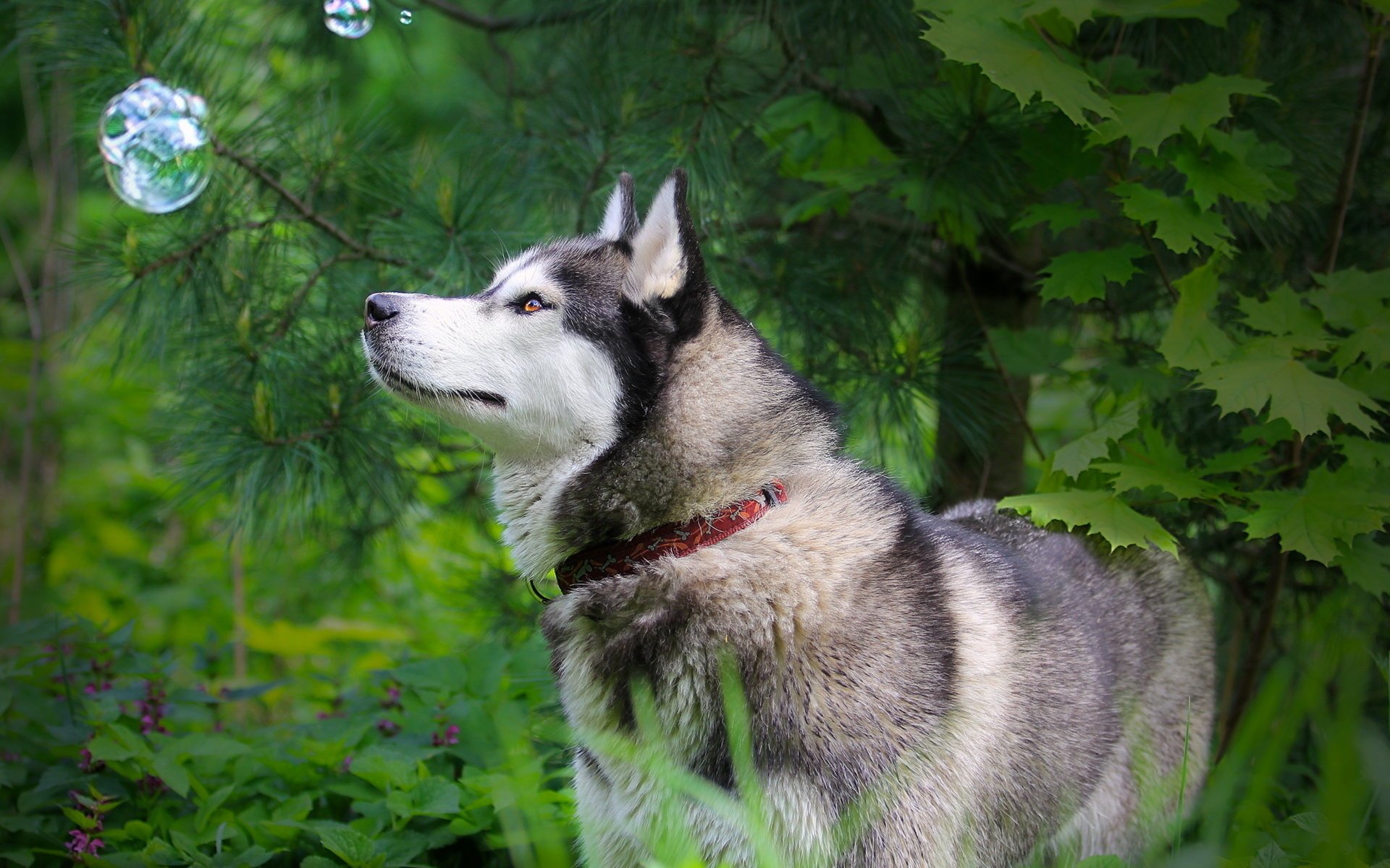 chien husky nature bulle vue