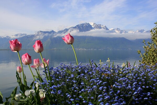 Tulipes sur fond de montagne et lac