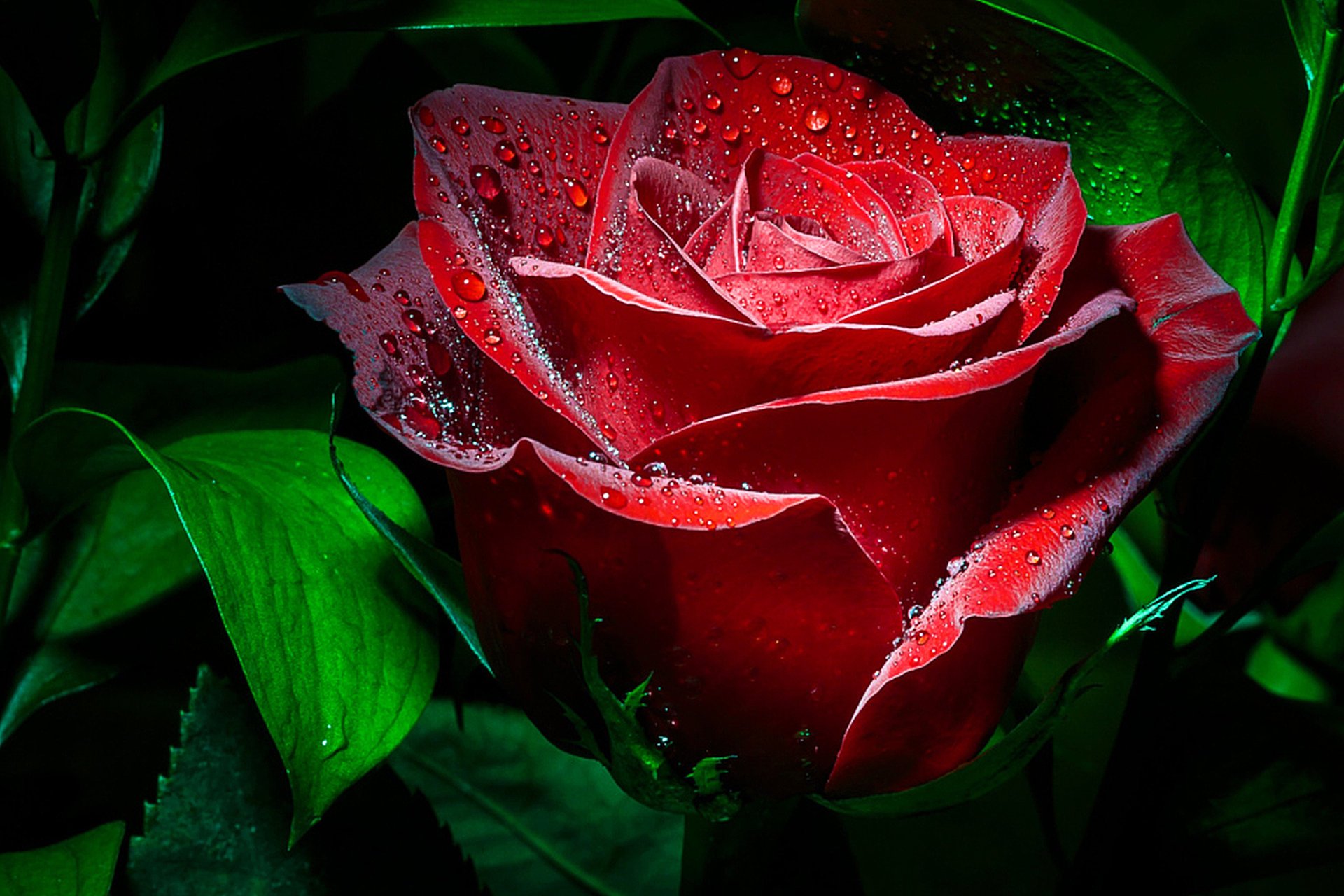 rose gros plan gouttes fond sombre