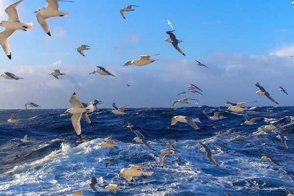 La nature marine avec ses habitants